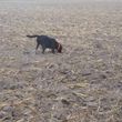 Photo #2: Bird dog training/obedience training
