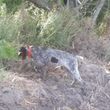 Photo #1: Bird dog training/obedience training