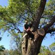 Photo #2: Tree Climber for hire