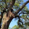Photo #1: Tree Climber for hire