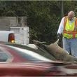 Photo #1: DEAD DEER REMOVAL SAME DAY RESPONSE