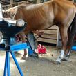 Photo #1: Tharp's Farrier Service