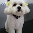 Photo #1: Pampered Pup Salon - Dog Grooming!