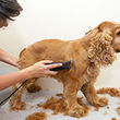 Photo #1: Ginger’s Mobile Dog & Cat Grooming, LLC