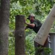 Photo #1: On The Grind Stump Removal and Tree Service