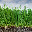 Photo #1: Grass Roots Lawn and Landscaping
