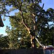 Photo #1: Tree climber VA beach