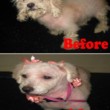 Photo #1: Toni's Glamour Pets Dog Grooming