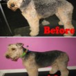 Photo #2: Toni's Glamour Pets Dog Grooming