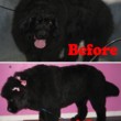 Photo #3: Toni's Glamour Pets Dog Grooming