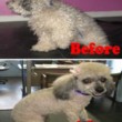Photo #4: Toni's Glamour Pets Dog Grooming