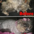 Photo #5: Toni's Glamour Pets Dog Grooming