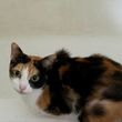 Photo #3: A+++ Pet Sitting