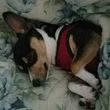 Photo #2: A+++ Pet Sitting