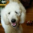 Photo #1: A+++ Pet Sitting