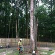 Photo #5: Bottom2Top Tree Service