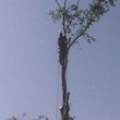 Photo #4: Bottom2Top Tree Service