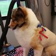 Photo #6: THE HOUSE THAT RUTH BUILT MOBILE PET GROOMERS