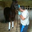 Photo #1: Precision Equine Dentistry