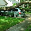 Photo #7: Ambush Tree Service (Fallen limb)