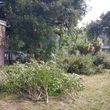 Photo #9: Lopez Tree Service & Stump grinder