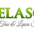 Photo #1: Velasquez tree & lawn service