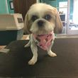 Photo #1: Dog Grooming $35