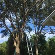 Photo #7: SOUTHERN TOUCH TREE SERVICE