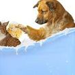 Photo #1: Grooming - Dogs/Cats - mobile in your home