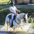Photo #2: Gold Horse Training