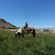 Photo #1: Western Legacy Farm and Ranch. Horse Boarding