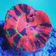 Photo #1: Whitlyn Aquatics LLC. Corals - Fish - Service