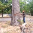 Photo #1: TREE REMOVAL PRUNNING TRIMMING PLANO ALLEN FRISCO