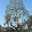 Photo #5: NEED A TREE ESTIMATE?C ALL US,LICENSED&INSURED