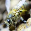Photo #1: Honeybee swarms removed