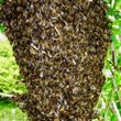 Photo #2: Honeybee swarms removed