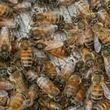 Photo #3: Honeybee swarms removed