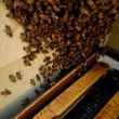 Photo #4: Honeybee swarms removed