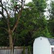 Photo #5: VICTORIO TREE SERVICE 