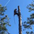 Photo #10: Crowther Tree Service. 