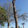 Photo #13: Crowther Tree Service. 