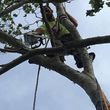 Photo #14: Crowther Tree Service. 