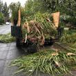 Photo #7: Junk removal/ Tree trimming/Stump grinding/Hauling