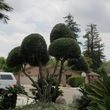 Photo #3: ALL GREEN LANDSCAPING " FREE ESTIMATES "