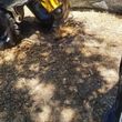 Photo #7: Melebecks Tree Service specializing in stump grinding