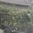 Photo #19: Haul and Recycle - BRUSH PILES -YARD WASTE-TREE LIMBS-WOOD DECK