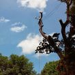 Photo #1: Luis tree service   