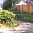 Photo #7: BLACKBERRY :) IVY :) BRUSH REMOVAL :) TREE REMOVAL