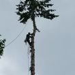 Photo #1: TREE SERVICE Licensed Bonded & Insured - free quotes