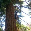 Photo #3: TREE SERVICE Licensed Bonded & Insured - free quotes